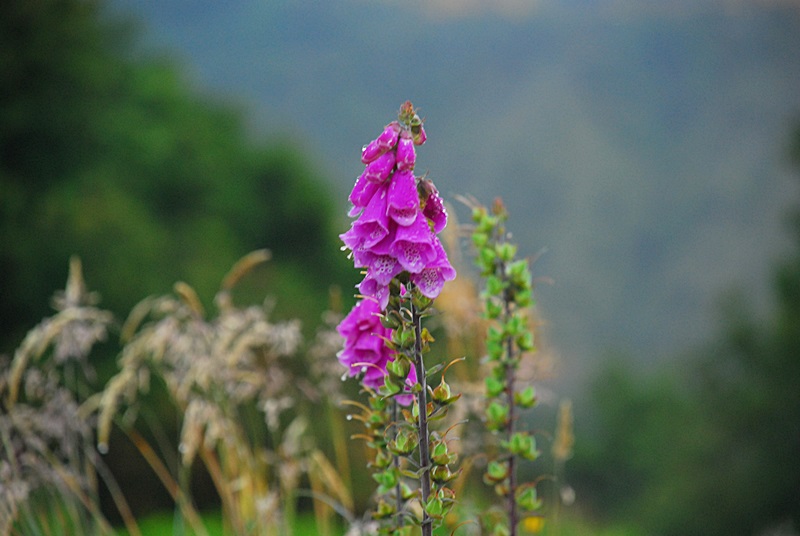 DSC_0244.JPG