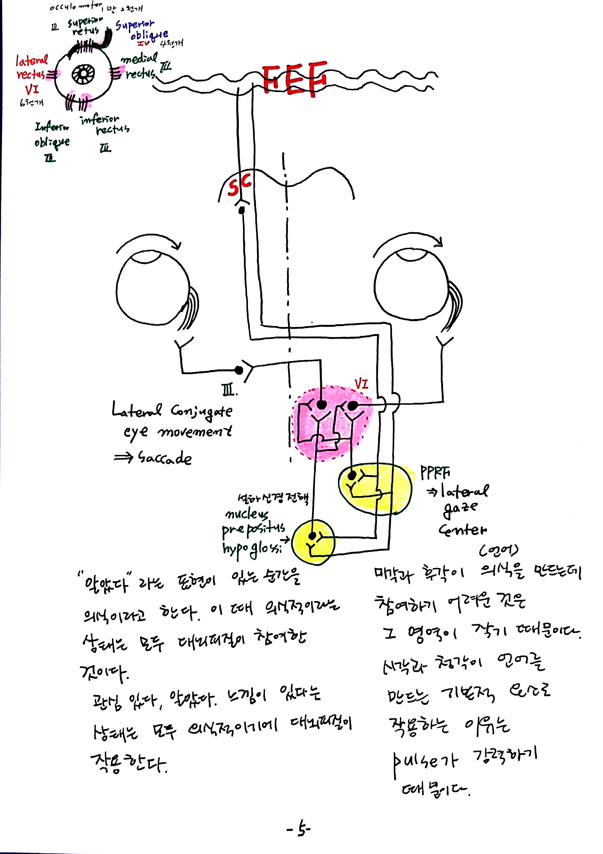 제 6회 특별한 뇌과학 2강 시각2 (5).jpg
