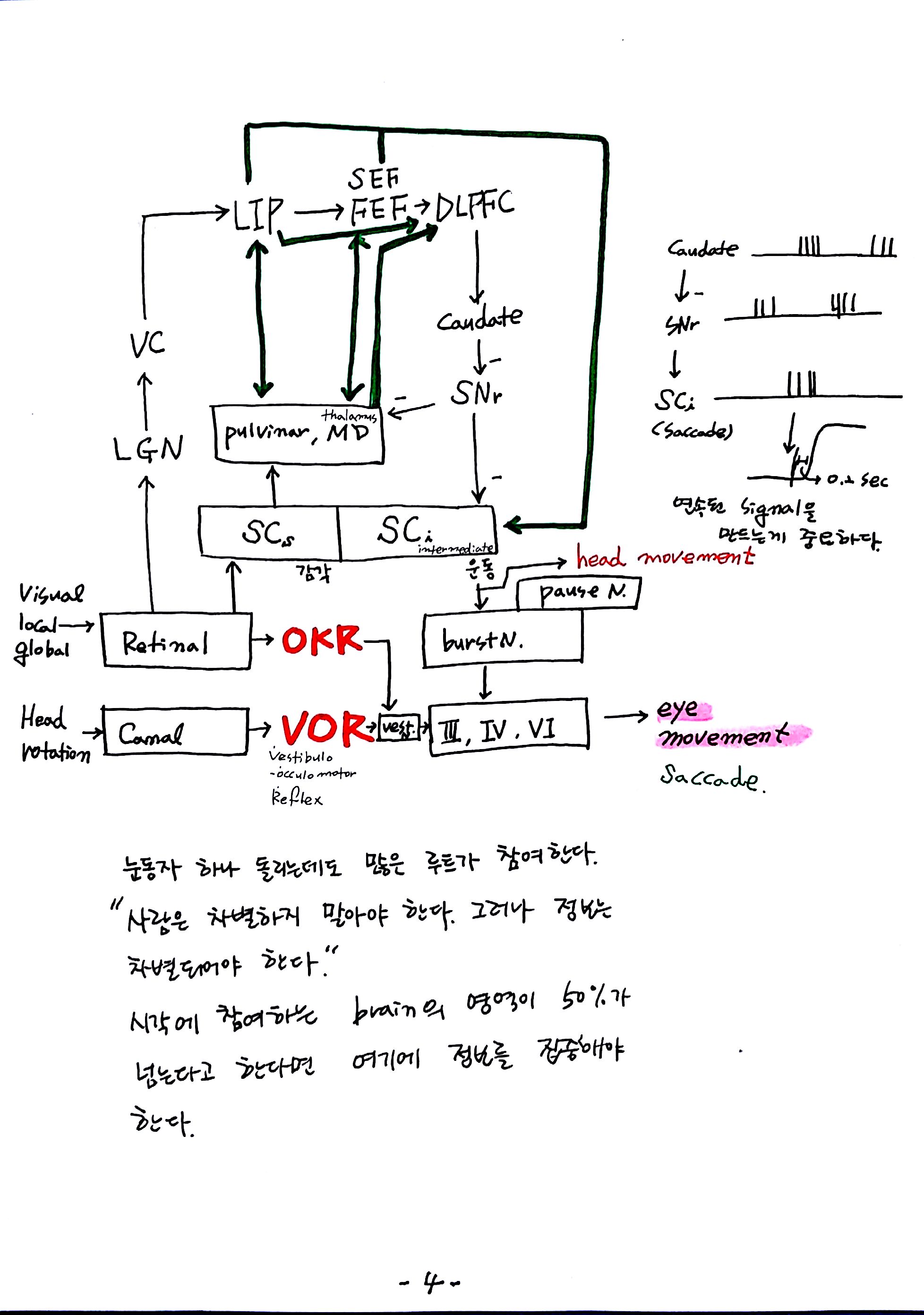 제 6회 특별한 뇌과학 2강 시각2 (4).jpg