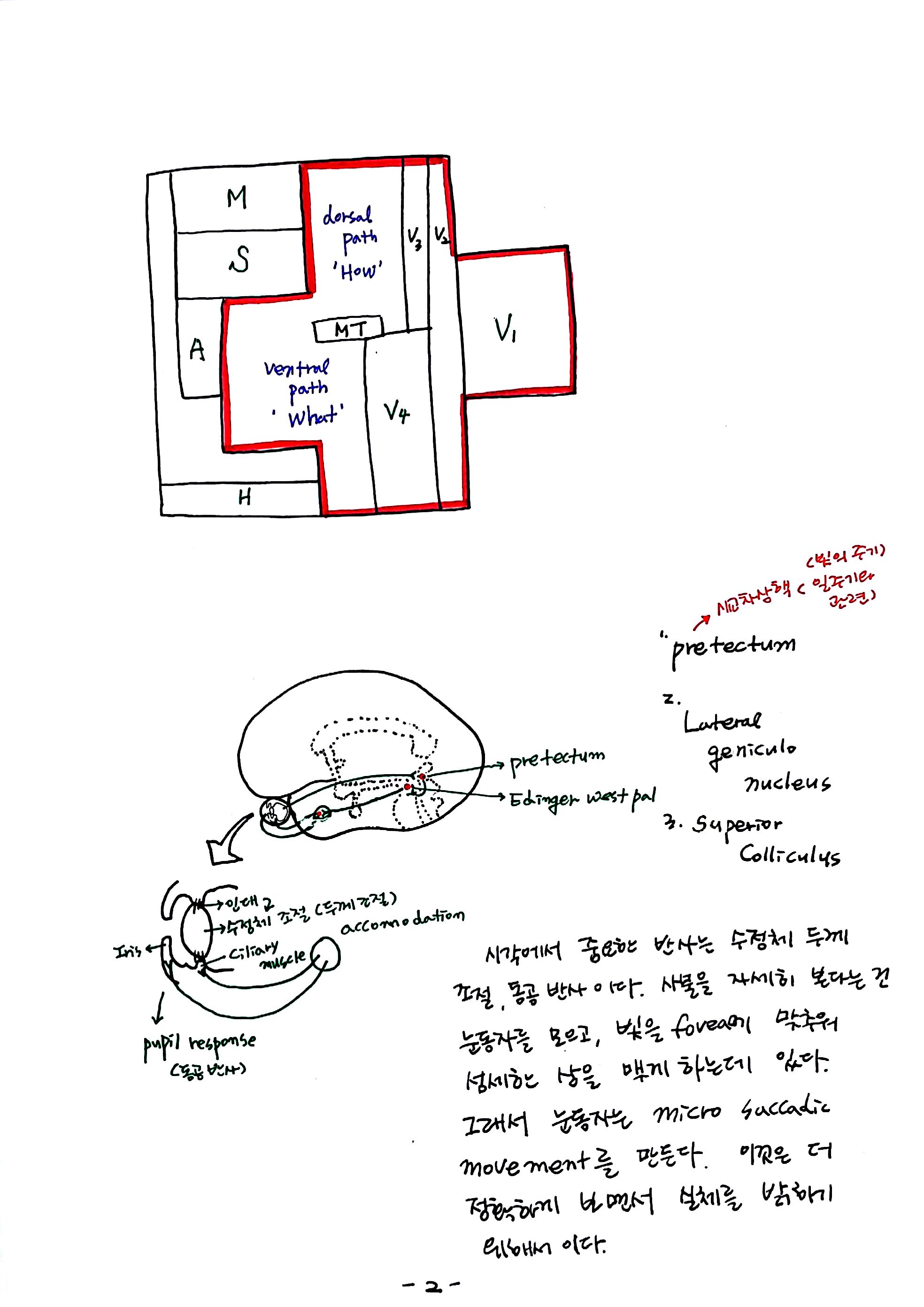 제 6회 특별한 뇌과학 2강 시각2 (2).jpg