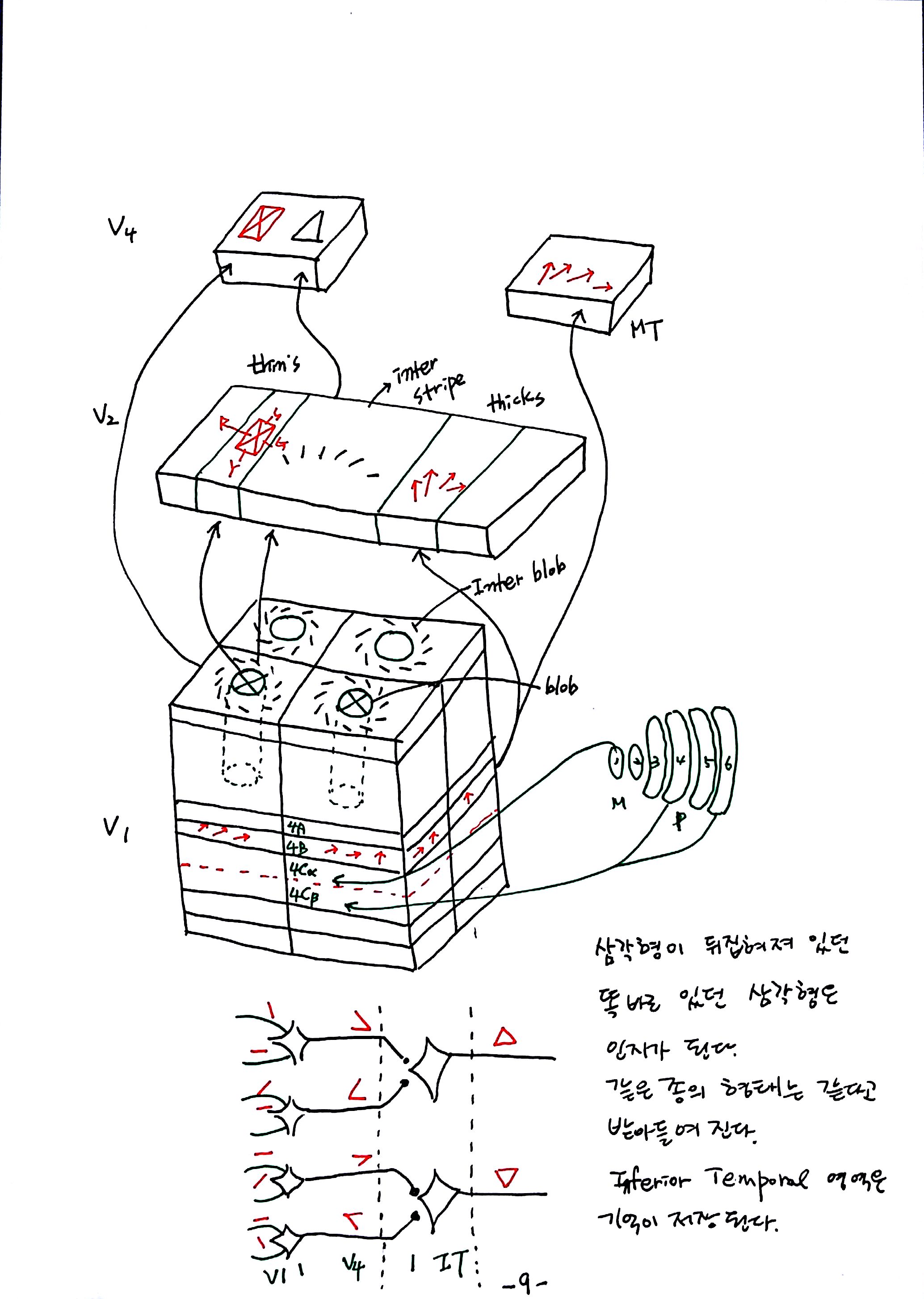 제 6회 특별한 뇌과학 2강 시각2 (9).jpg