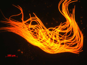trichodesmium.jpg