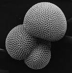 foram.jpg