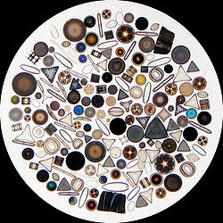 250px-Diatom2.jpg