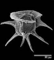 Ceratocorys_horrida_04Ath.jpg