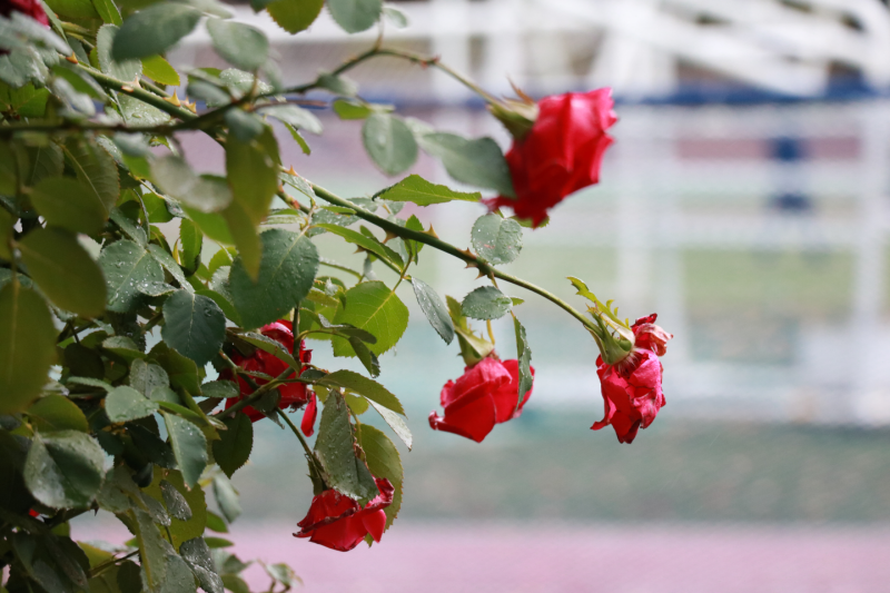 IMG_7378.png