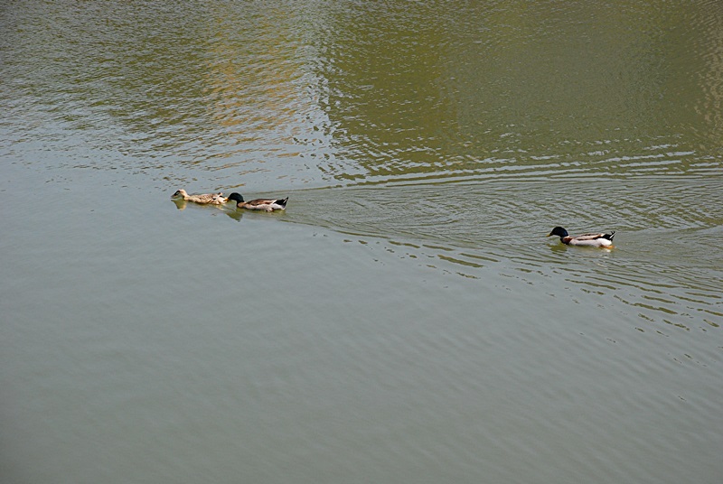 DSC_0012.JPG