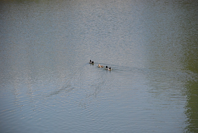 DSC_0014.JPG