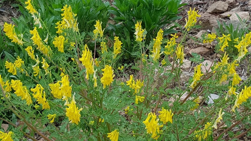 20170504_164513-20170509-204701.jpg