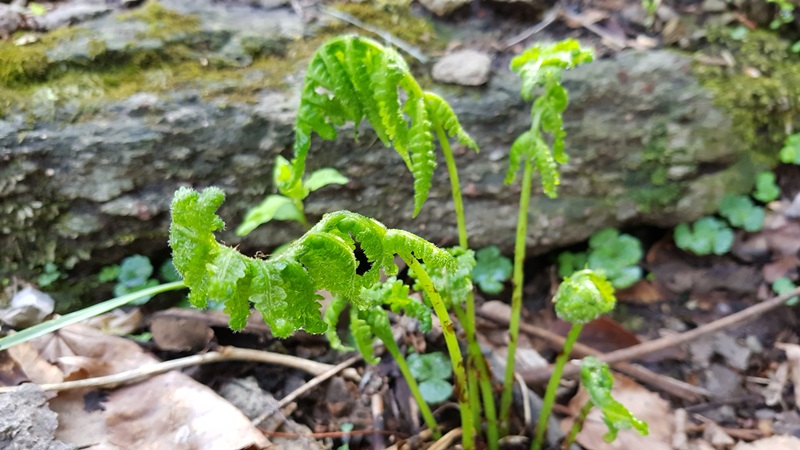 20170505_094715-20170510-112206.jpg