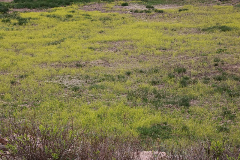 2356-20170509-192557.JPG
