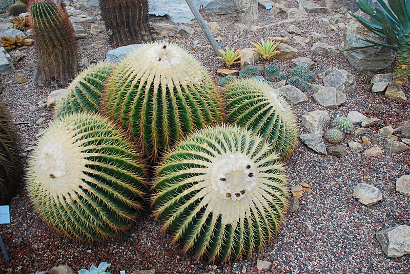 DSC_0906.JPG