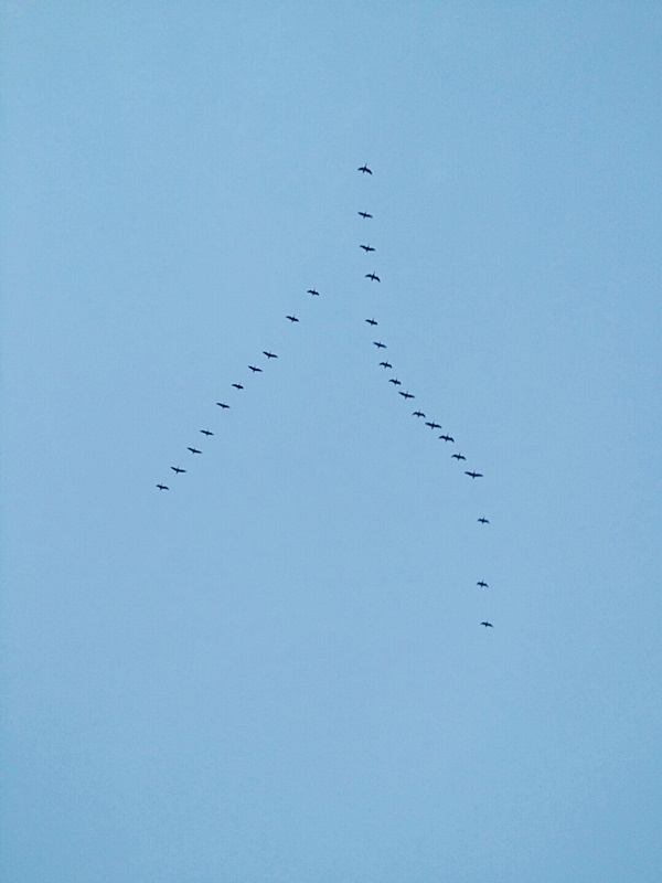 1450603685287.jpg