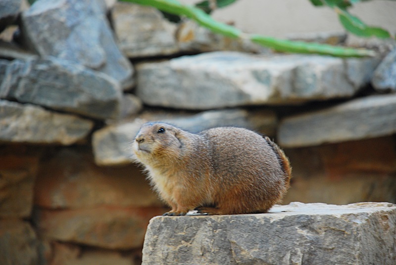 DSC_0915.JPG