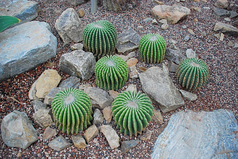 DSC_0907.JPG