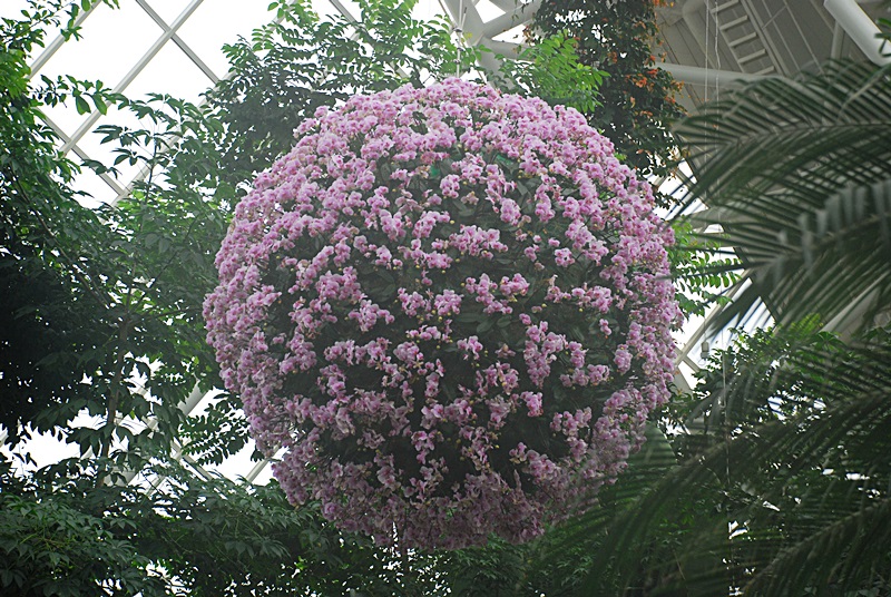 DSC_0900.JPG