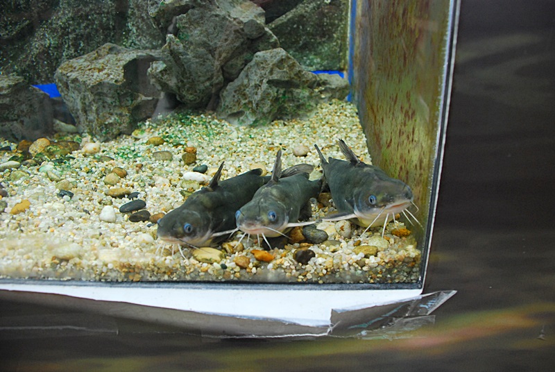 DSC_0878.JPG