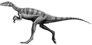 EORAPTOR.JPG