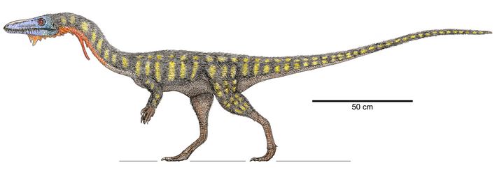 COELOPHYSIS.JPG
