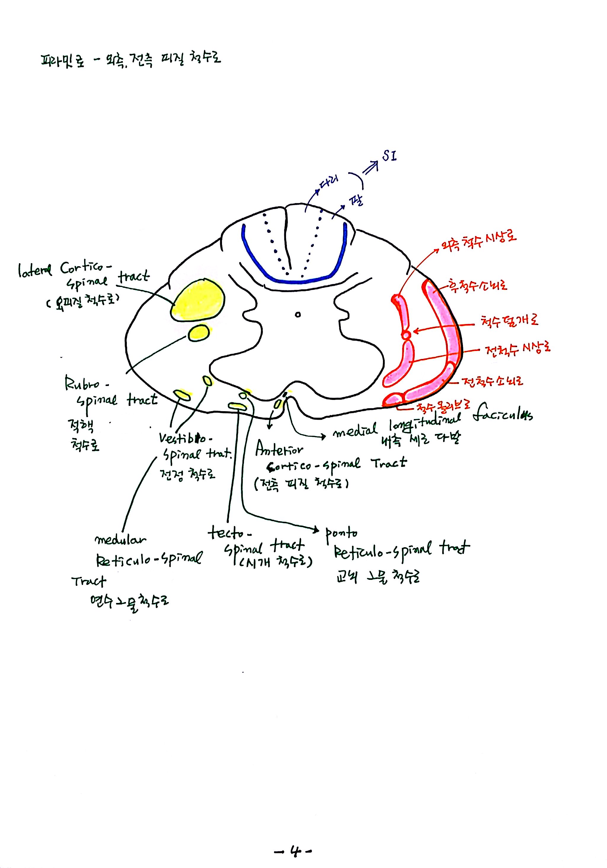제6회특별한 뇌과학 제4강 자율,반사,수의 (4).jpg