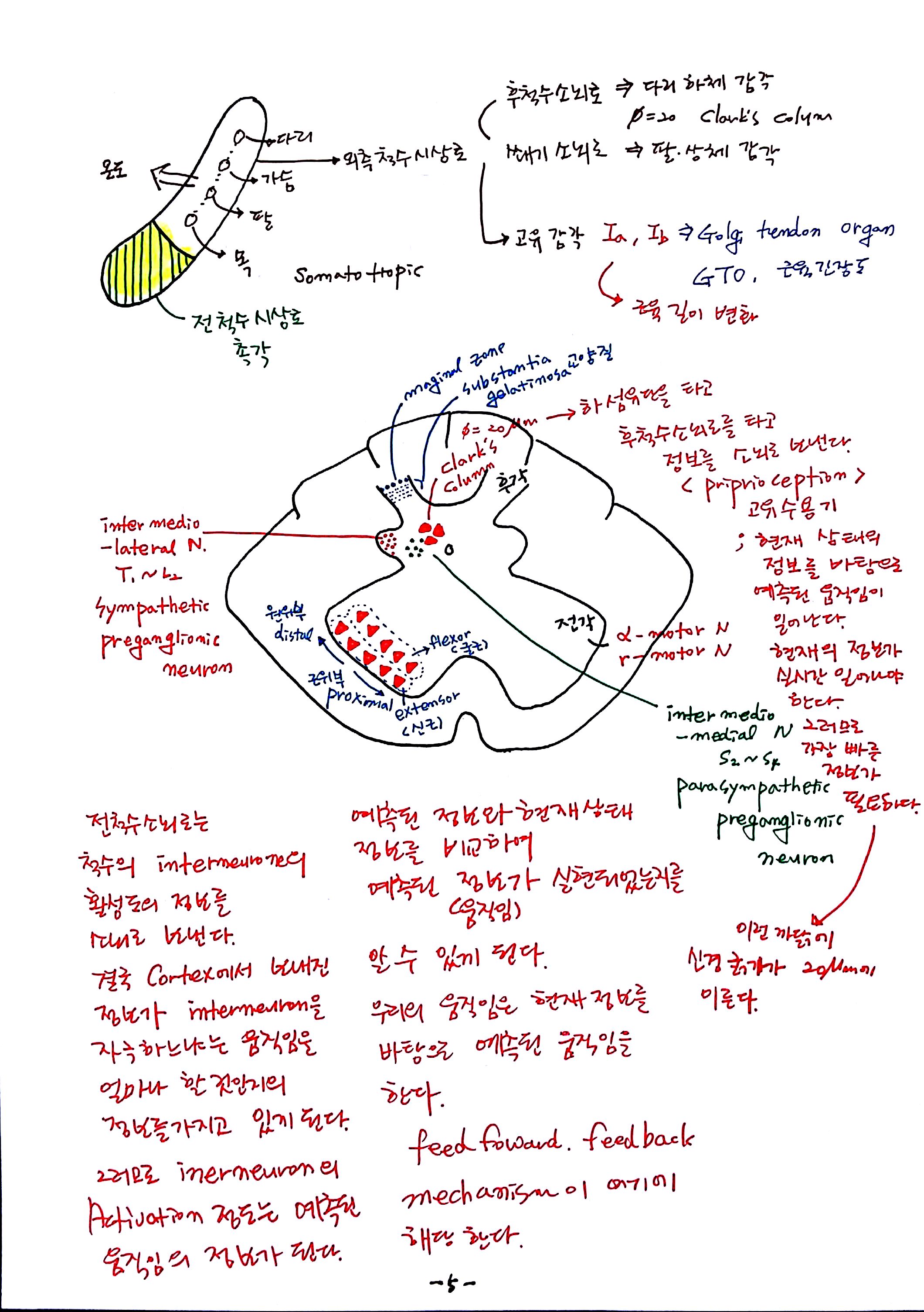 제6회특별한 뇌과학 제4강 자율,반사,수의 (5).jpg