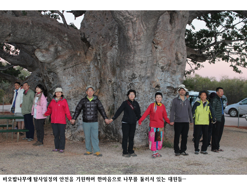 바오밥.png