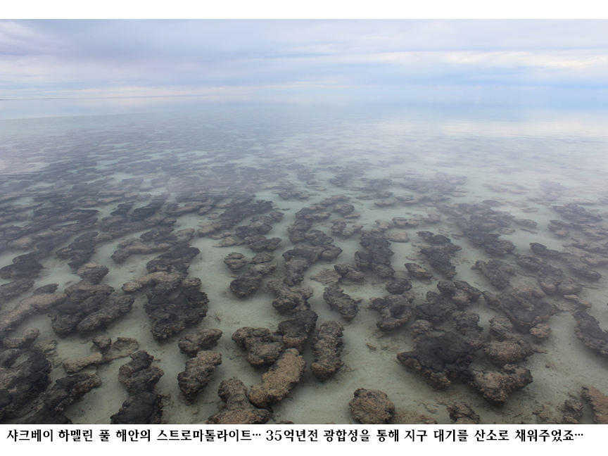 스트로마톨라이트.png