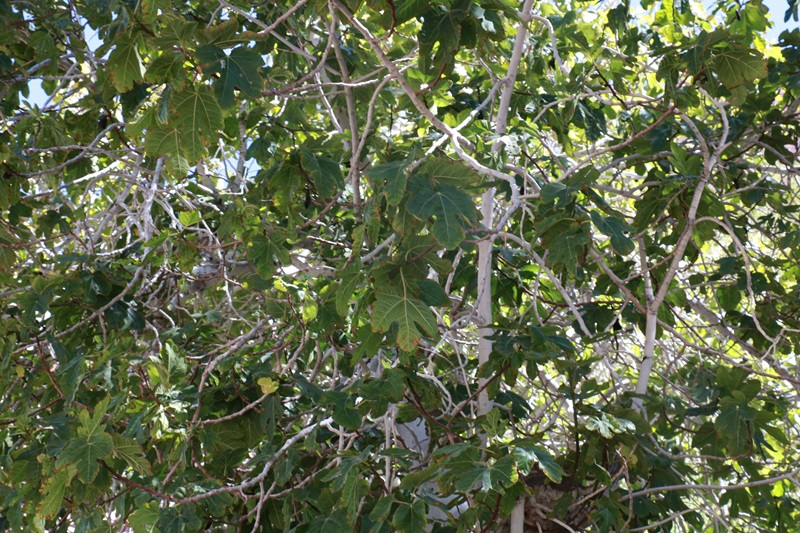 2549-20171224-233246.JPG