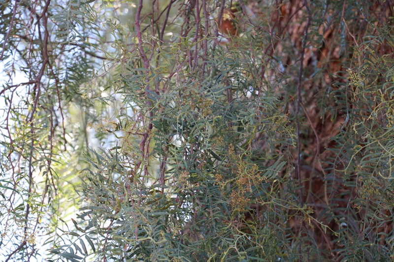 2637-20171224-233354.JPG