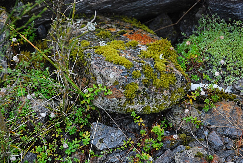 DSC_0045.JPG
