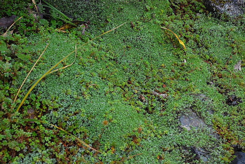 DSC_0915.JPG