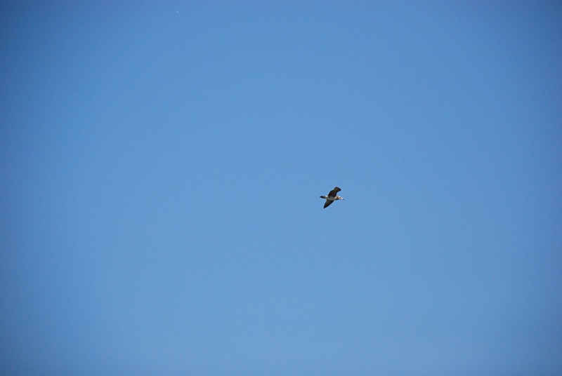 DSC_0701.JPG