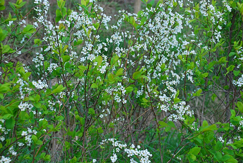 DSC_0499.JPG