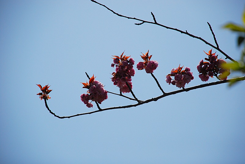 DSC_0698.JPG