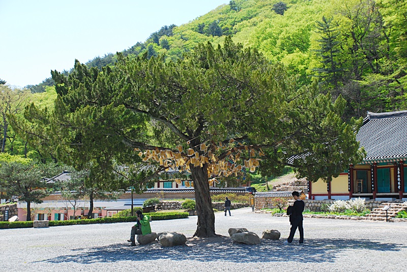 DSC_0623.JPG