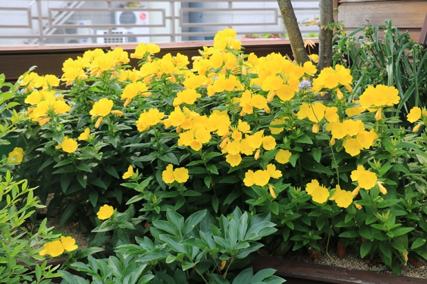 IMG_2109.JPG