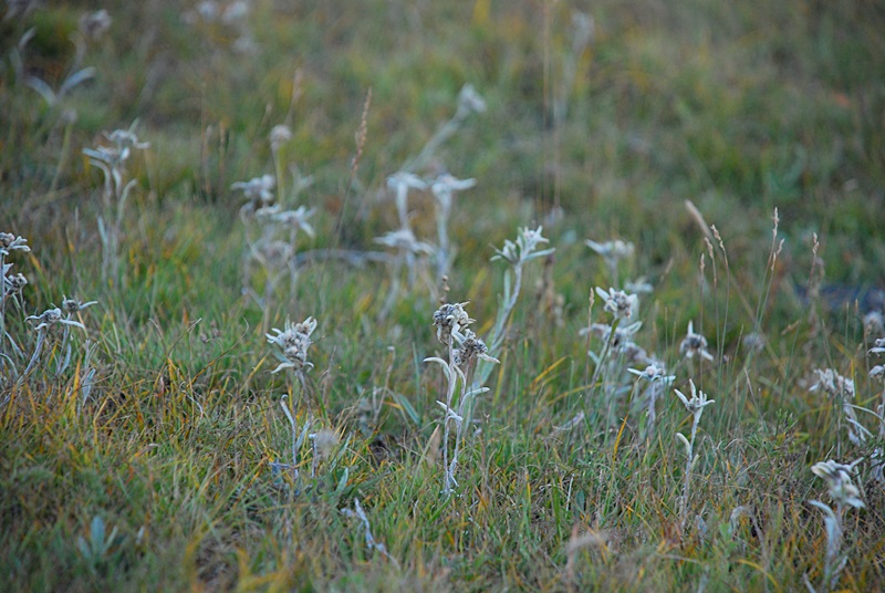 DSC_0079.JPG