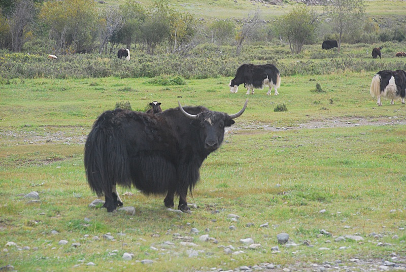 DSC_0746.JPG