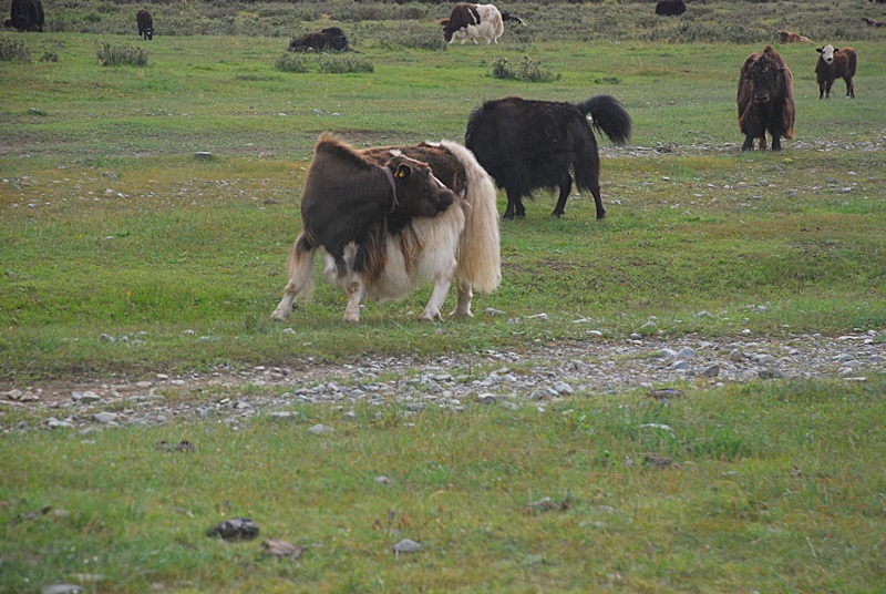 DSC_0747.JPG