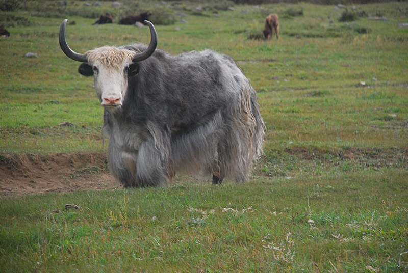 DSC_0752.JPG