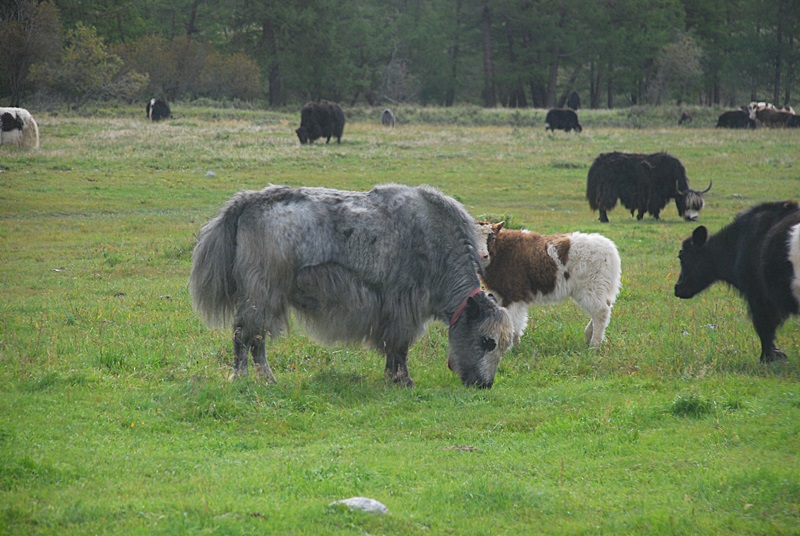 DSC_0765.JPG