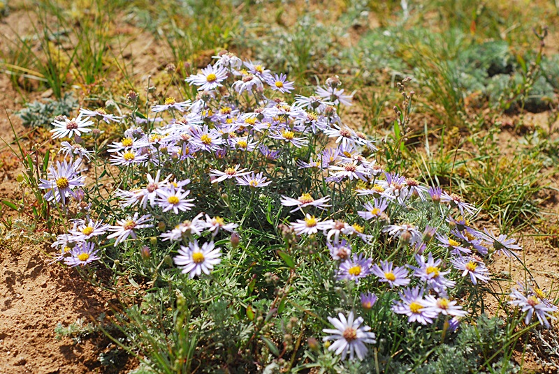 DSC_0231.JPG