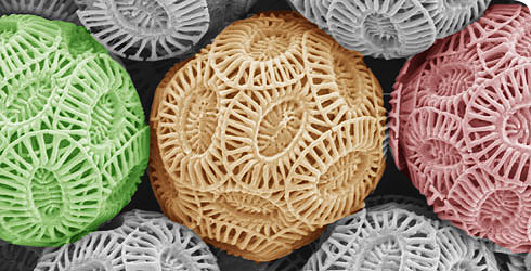 ehux_coccospheres_51005_1.jpg