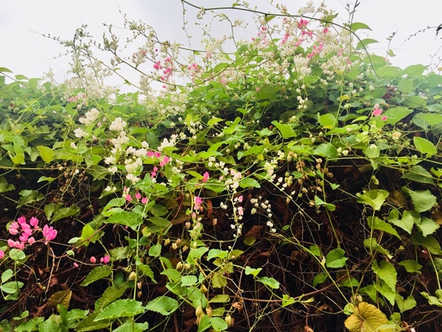 최고품질KakaoTalk_20200114_152213900_07.jpg