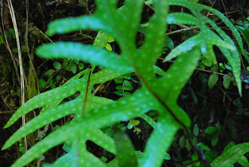 DSC_0022.JPG