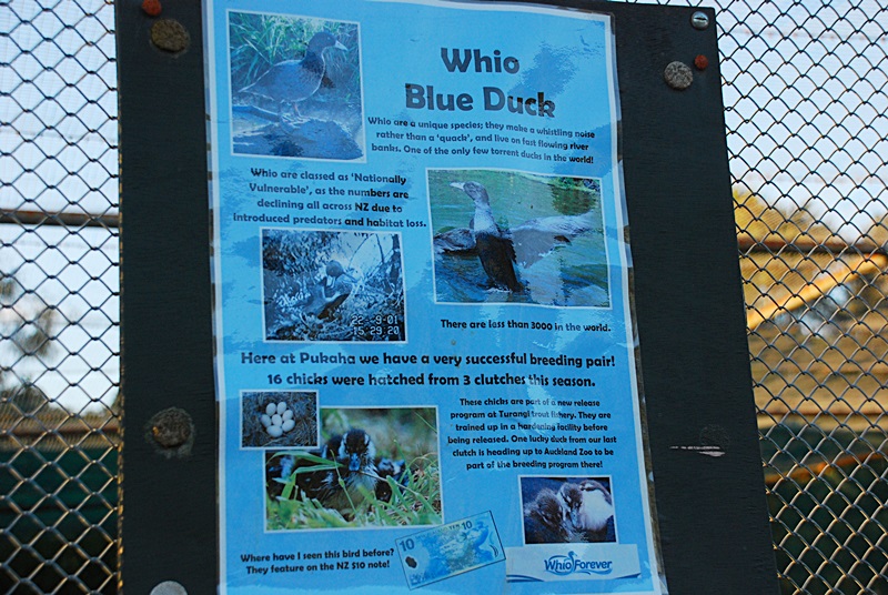 DSC_0178.JPG