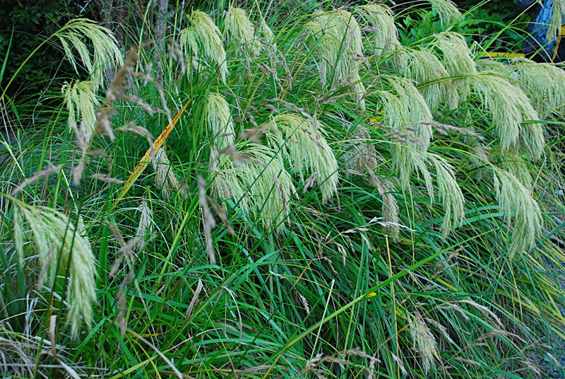 DSC_0171.JPG