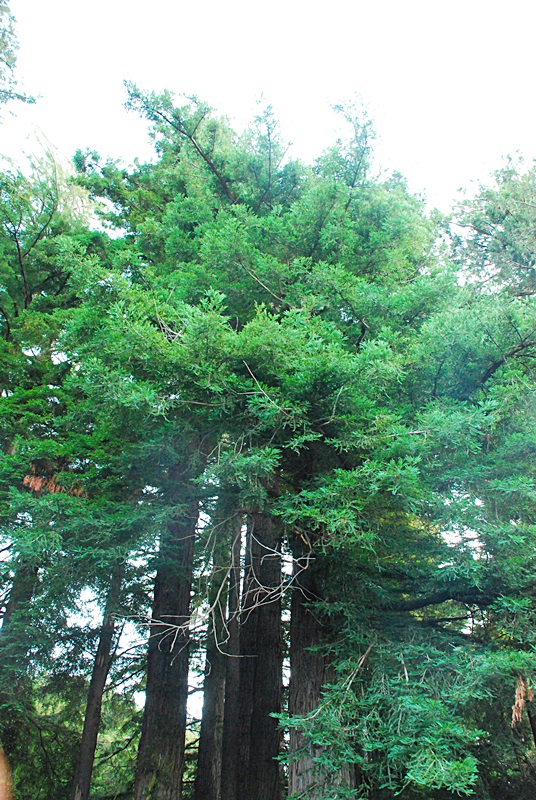 DSC_0196.JPG