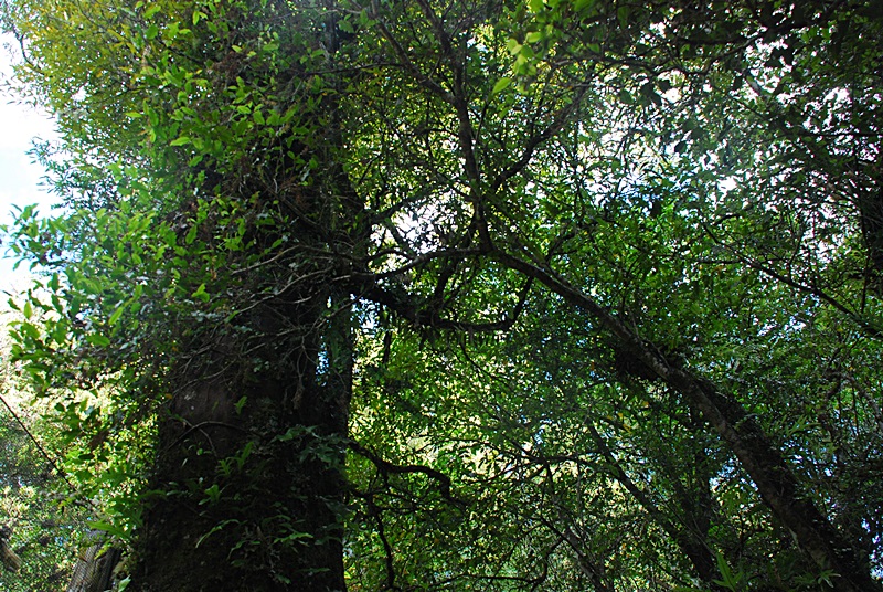 DSC_0019.JPG