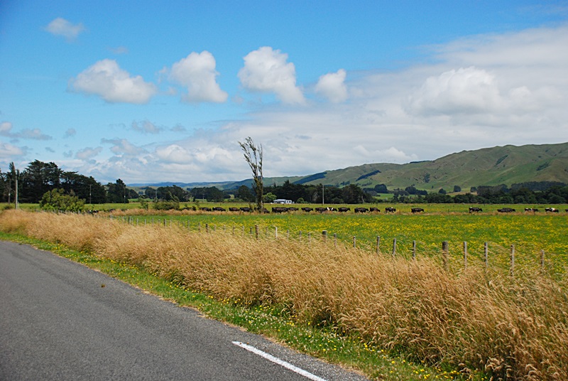 DSC_0907.JPG